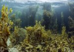 Streamstown Bay seaweeds 2