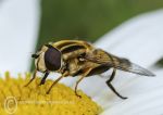 Hover Fly - Helophilus pendulus
