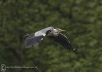 Grey heron