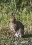 Irish hare 7