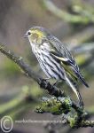 Siskin