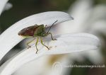 Hawthorn Shield Bug