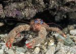 Spiny squat lobster