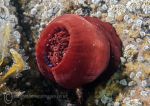 Beadlet anemone - closed
