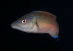 Cuckoo wrasse - male