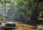 Autumn Light Marbury 3