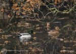 Mallard in autumn