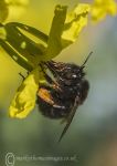 Bee & kale flower