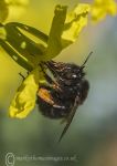 Bee & kale flower