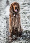 Finny the snow dog