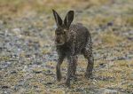 Juvenile Irish Hare