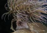 Macropodia spp. & snakelocks anemone