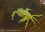 Shore crab on kelp