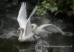 Swan Fight 2
