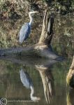 Reflective heron