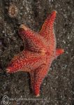 Red cushion star & cup coral