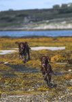 Amongst the Kelp