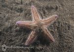 Sand star