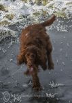 Finbar on ice