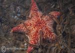 Red Cushion Star