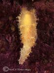 nudibranch  ??