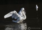 Mute swan