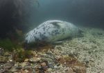 Grey seal pup - sleeping