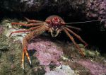 Squat lobster - Galathea spp.