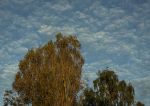 Autumnal trees & clouds
