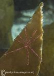 Sea spider