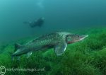 Ariel & sturgeon 4