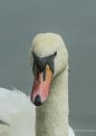 Mute swan  1