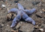 Common starfish - blue