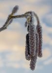 Frozen catkins