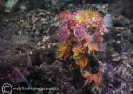 Serpula vermicularis & tube anemone