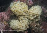 Whelk eggs