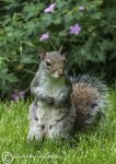 Grey squirrel