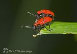 lily beetles