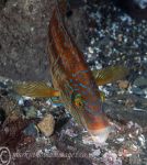 Corkwing wrasse