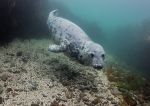 Grey seal pup