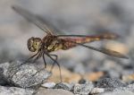 Common Darter 3