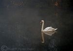 Mute swan 