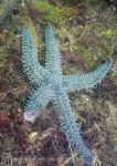 Spiny starfish