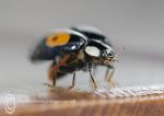 Harlequin Ladybird