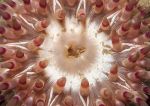 Dahlia anemone