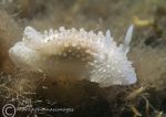 Acanthodoris pilosa