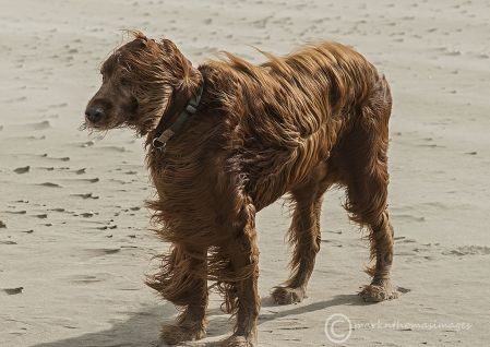 Finbar - the old fella.