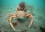 Spiny spider crabs