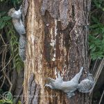 Grey squirrels