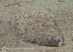 Plaice on the Sand